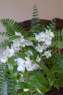 Pięknie kwitnące Dendrobium na tle papro - Brodnica