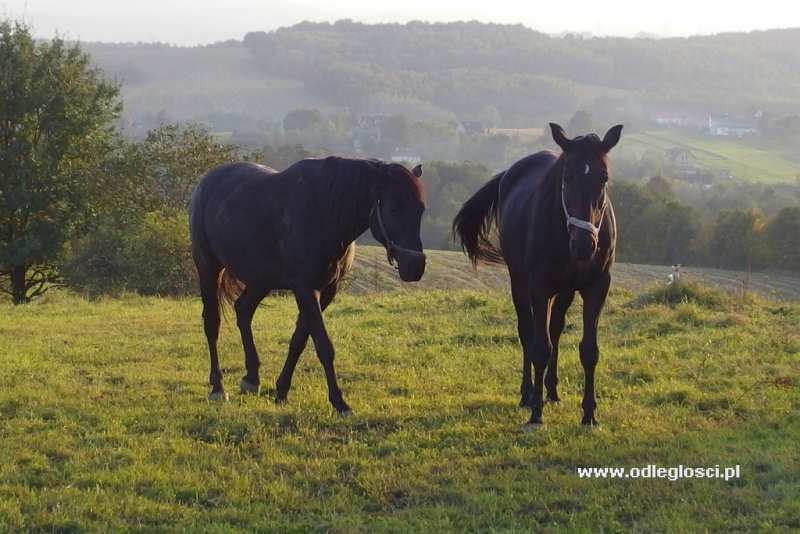 Stadnina koni i jazda na koniach, hipoterapia - Zborczyce
