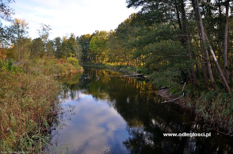 Rzeka Wilkus jesienią - Kociołek Szlachecki